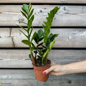 Zamioculcas zamifolia (Zamiokulkas), kont. C1L, výška: 30-35 cm